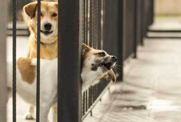 保護犬