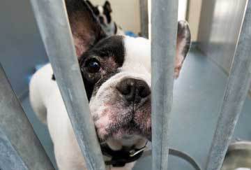 保護犬