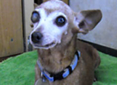 保護犬