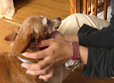 保護犬
