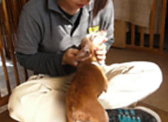 保護犬