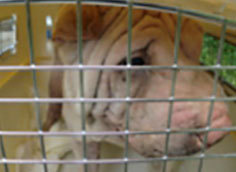 保護犬の支援